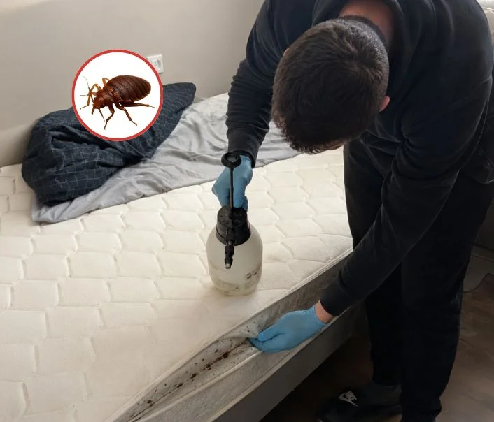 Technicien traitant un matelas contre les punaises de lit à Saint-Germain-lès-Corbeil